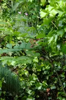 dsc_126701cs.jpg