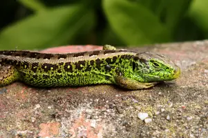dsc_126711.jpg