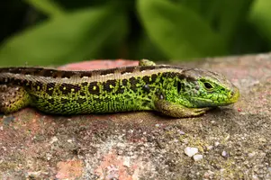 dsc_126712.jpg