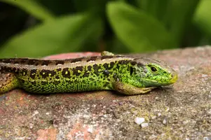 dsc_126713.jpg