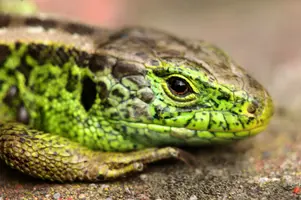 Lacerta agilis; Male sand lizard basking, Swiss village of Berschis, swiss, cold-blooded, sunlight, berschis, reptile, sunshine, herp, vertebrate, sun, reptile, animal, daytime, agilis, wildlife, basking, lacerta, wild, bright, sand, summer, herpetofauna, rare, lizard, mountains, green, native, walenstadt, alpine, male, predator, switzerland, alps, scales, protected