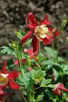 dsc_126911.jpg