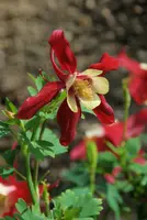 dsc_126912.jpg