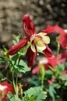 dsc_126914.jpg