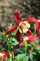 dsc_126917.jpg