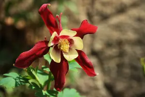 dsc_126930.jpg