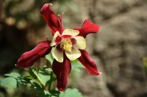 dsc_126932.jpg