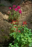 dsc_126936.jpg