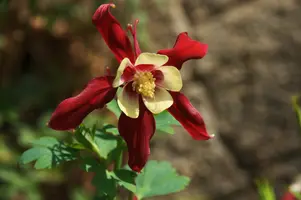 dsc_126939.jpg