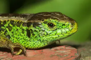 dsc_127626.jpg