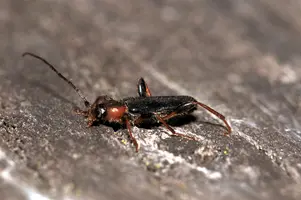 dsc_127683.jpg