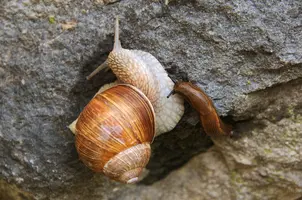 dsc_131099.jpg