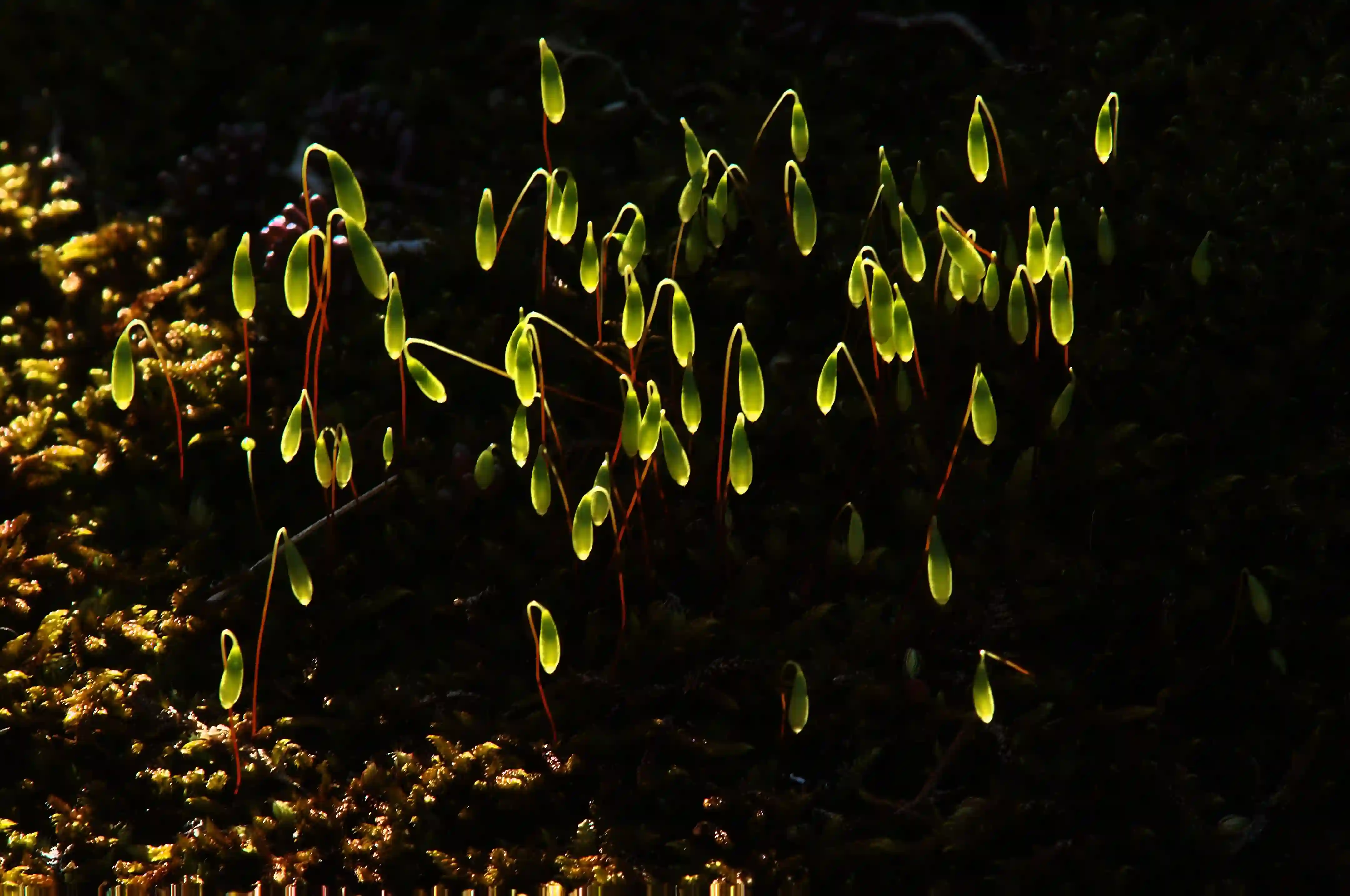 Moss, alps, spores, moss, flora, sunlight, alpine, swiss, fruiting, switzerland, backlight, mountains, bodies, reproduction, growth, sporangia, plant, translucent, bright, drooping
