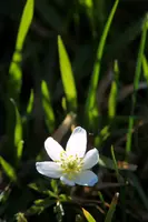 dsc_159479.jpg