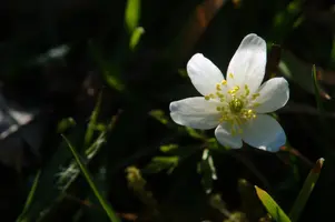 dsc_159492.jpg