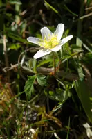 dsc_159498.jpg