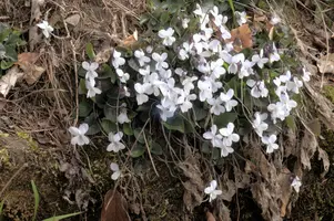 Alpine Violets, switzerland, sankt, gallen, walenstadt, berschis, plant, flower, violets, white, woodland, wild, nature