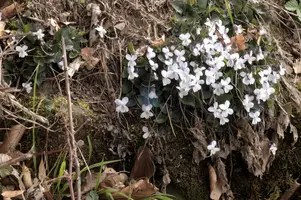 Alpine Violets, switzerland, sankt, gallen, walenstadt, berschis, plant, flower, violets, white, woodland, wild, nature