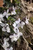 Alpine Violets, switzerland, sankt, gallen, walenstadt, berschis, plant, flower, violets, white, woodland, wild, nature