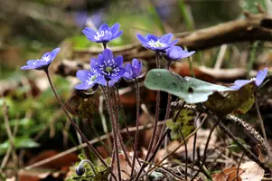 Anemone hepatica, switzerland, sankt, gallen, walenstadt, berschis, liverwort, kidneyword, anemone, hepatic, flower, woodland, blue, stamens, white