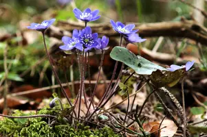 Anemone hepatica, switzerland, sankt, gallen, walenstadt, berschis, liverwort, kidneyword, anemone, hepatic, flower, woodland, blue, stamens, white