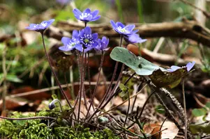 Anemone hepatica, switzerland, sankt, gallen, walenstadt, berschis, liverwort, kidneyword, anemone, hepatic, flower, woodland, blue, stamens, white