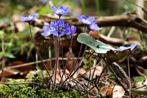 Anemone hepatica, switzerland, sankt, gallen, walenstadt, berschis, liverwort, kidneyword, anemone, hepatic, flower, woodland, blue, stamens, white