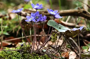 Anemone hepatica, switzerland, sankt, gallen, walenstadt, berschis, liverwort, kidneyword, anemone, hepatic, flower, woodland, blue, stamens, white