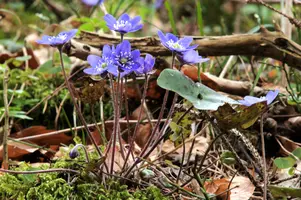 Anemone hepatica, switzerland, sankt, gallen, walenstadt, berschis, liverwort, kidneyword, anemone, hepatic, flower, woodland, blue, stamens, white