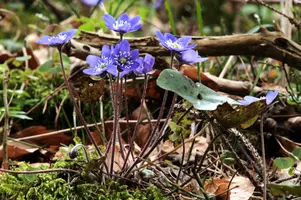 Anemone hepatica, switzerland, sankt, gallen, walenstadt, berschis, liverwort, kidneyword, anemone, hepatic, flower, woodland, blue, stamens, white