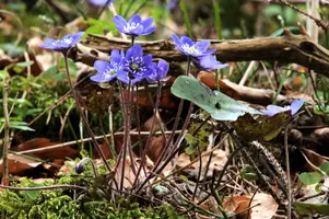 Anemone hepatica, switzerland, sankt, gallen, walenstadt, berschis, liverwort, kidneyword, anemone, hepatic, flower, woodland, blue, stamens, white