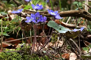 Anemone hepatica, switzerland, sankt, gallen, walenstadt, berschis, liverwort, kidneyword, anemone, hepatic, flower, woodland, blue, stamens, white