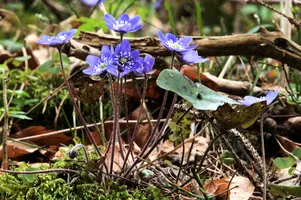 Anemone hepatica, switzerland, sankt, gallen, walenstadt, berschis, liverwort, kidneyword, anemone, hepatic, flower, woodland, blue, stamens, white