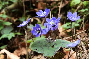 Anemone hepatica, switzerland, sankt, gallen, walenstadt, berschis, liverwort, kidneyword, anemone, hepatic, flower, woodland, blue, stamens, white