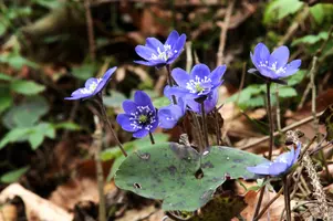 Anemone hepatica, switzerland, sankt, gallen, walenstadt, berschis, liverwort, kidneyword, anemone, hepatic, flower, woodland, blue, stamens, white