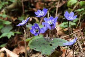 Anemone hepatica, switzerland, sankt, gallen, walenstadt, berschis, liverwort, kidneyword, anemone, hepatic, flower, woodland, blue, stamens, white, woods, hepatica, kidneywort, purple, petals