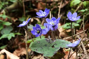 Anemone hepatica, switzerland, sankt, gallen, walenstadt, berschis, liverwort, kidneyword, anemone, hepatic, flower, woodland, blue, stamens, white, woods, hepatica, kidneywort, purple, petals