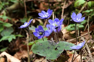 Anemone hepatica, switzerland, sankt, gallen, walenstadt, berschis, liverwort, kidneyword, anemone, hepatic, flower, woodland, blue, stamens, white, woods, hepatica, kidneywort, purple, petals