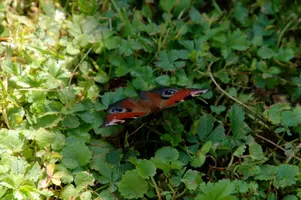dsc_185147.jpg