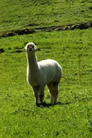 dsc_201086.jpg