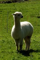 Alp Paca, alpaca, animal, swiss, beige, field, white, character, walenstadt, agriculture, berschis, meadow, llama, quadruped, woolly, mammal, long neck, pasture, funny, domestic, switzerland, farm, livestock, face, fluffy