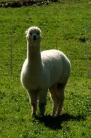 Alpaca, alpaca, animal, swiss, beige, field, white, character, walenstadt, agriculture, berschis, meadow, llama, quadruped, woolly, mammal, long neck, pasture, funny, domestic, switzerland, farm, livestock, face, fluffy