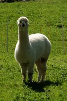 Alpaca, alpaca, animal, swiss, beige, field, white, character, walenstadt, agriculture, berschis, meadow, llama, quadruped, woolly, mammal, long neck, pasture, funny, domestic, switzerland, farm, livestock, face, fluffy