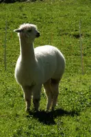 Alpaca, alpaca, animal, swiss, beige, field, white, character, walenstadt, agriculture, berschis, meadow, llama, quadruped, woolly, mammal, long neck, pasture, funny, domestic, switzerland, farm, livestock, face, fluffy