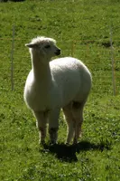 Alpaca, alpaca, animal, swiss, beige, field, white, character, walenstadt, agriculture, berschis, meadow, llama, quadruped, woolly, mammal, long neck, pasture, funny, domestic, switzerland, farm, livestock, face, fluffy