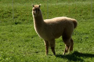 Alpaca, alpaca, animal, swiss, white, field, beige, character, walenstadt, agriculture, berschis, meadow, llama, quadruped, woolly, mammal, long neck, pasture, funny, domestic, switzerland, farm, livestock, face, fluffy