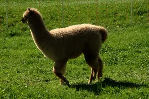 Alpaca, alpaca, animal, swiss, white, field, beige, character, walenstadt, agriculture, berschis, meadow, llama, quadruped, woolly, mammal, long neck, pasture, funny, domestic, switzerland, farm, livestock, face, fluffy