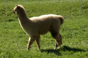 Alpaca, alpaca, animal, swiss, white, field, beige, character, walenstadt, agriculture, berschis, meadow, llama, quadruped, woolly, mammal, long neck, pasture, funny, domestic, switzerland, farm, livestock, face, fluffy