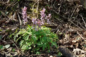 dsc_201133.jpg