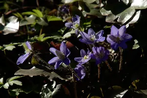 Anemone hepatica, nemorosa, purple, delicate, livertwort, hepatica, petals, kidneywort, pollination, anemone, beautiful, mauve, woodland, berschis, wild, spring, liverwort, reproduction, violet, life, flora, wildflower, outdoors, blue, walenstadt, stamens, white, growth, native
